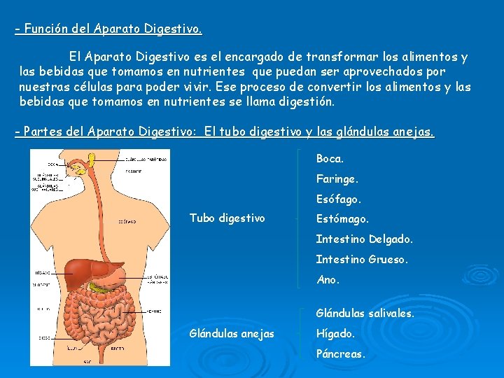 - Función del Aparato Digestivo. El Aparato Digestivo es el encargado de transformar los - Función del Aparato Digestivo. El Aparato Digestivo es el encargado de transformar los