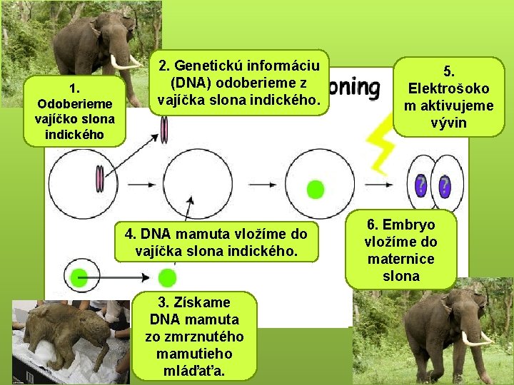 1. Odoberieme vajíčko slona indického zžzz 2. Genetickú informáciu (DNA) odoberieme z vajíčka slona