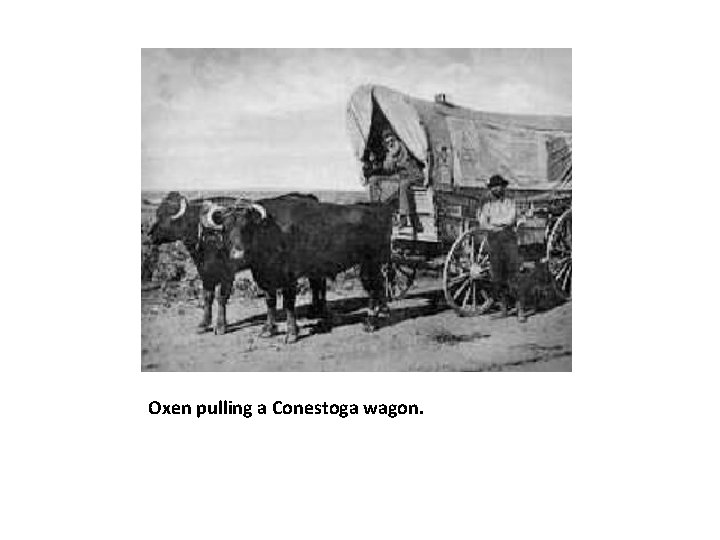 Oxen pulling a Conestoga wagon. Oxen pulling a Conestoga wagon.