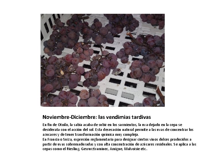 Noviembre-Diciembre: las vendimias tardivas En fin de Otoño, la sabia acaba de subir en