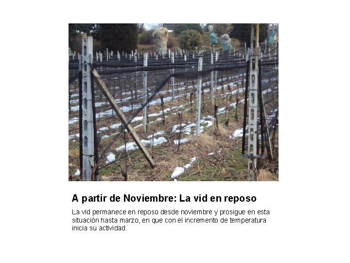 A partir de Noviembre: La vid en reposo La vid permanece en reposo desde