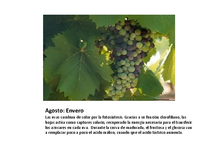 Agosto: Envero Las uvas cambian de color por la fotosíntesis. Gracias a su función