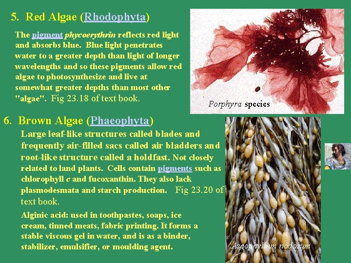 5. Red Algae (Rhodophyta) The pigment phycoerythrin reflects red light and absorbs blue. Blue