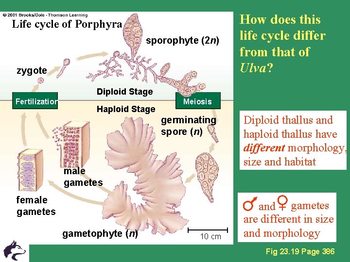 Life cycle of Porphyra sporophyte (2 n) zygote How does this life cycle differ
