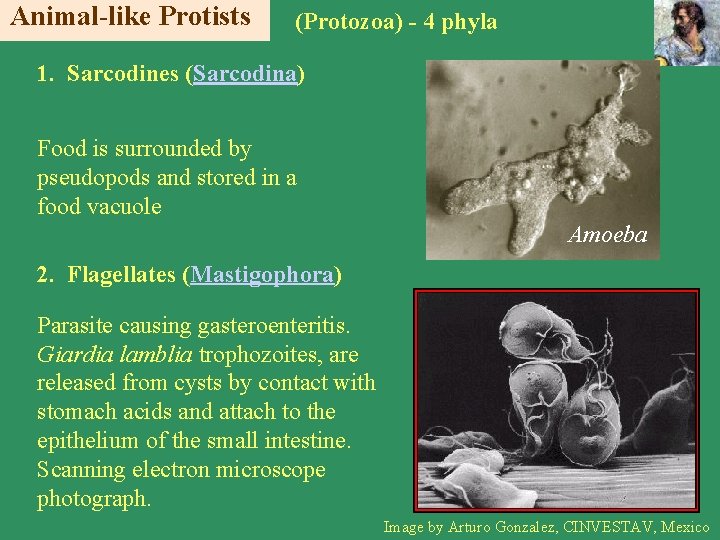 Animal-like Protists (Protozoa) - 4 phyla 1. Sarcodines (Sarcodina) Food is surrounded by pseudopods