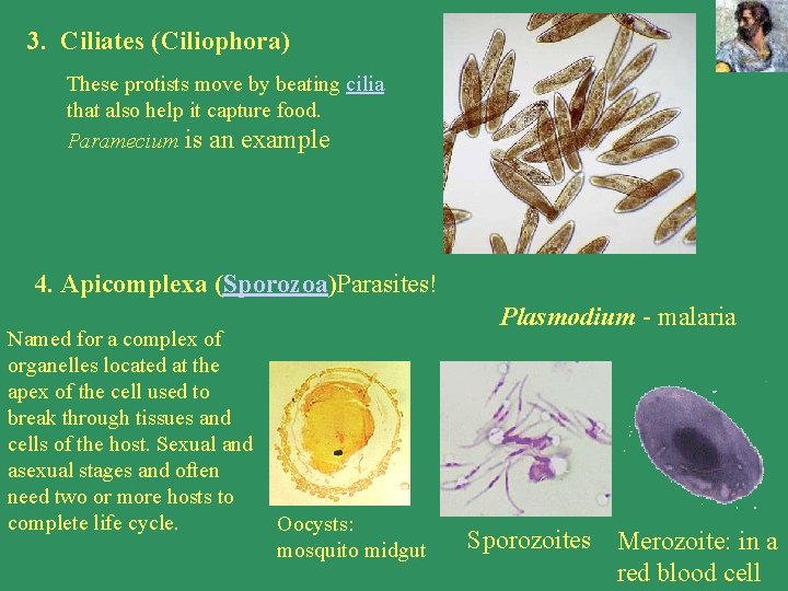 3. Ciliates (Ciliophora) These protists move by beating cilia that also help it capture