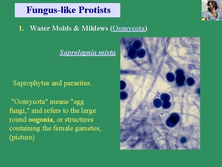 Fungus-like Protists 1. Water Molds & Mildews (Oomycota) Saprolegnia mixta - Saprophytes and parasites.