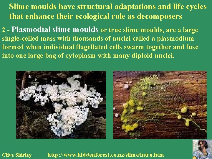 Slime moulds have structural adaptations and life cycles that enhance their ecological role as