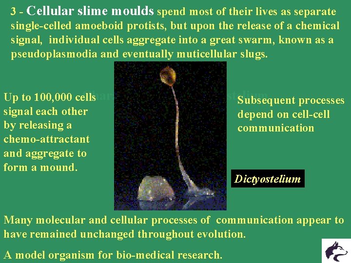 3 - Cellular slime moulds spend most of their lives as separate single-celled amoeboid