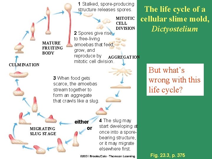 1 Stalked, spore-producing structure releases spores. MITOTIC CELL DIVISION MATURE FRUITING BODY CULMINATION 2