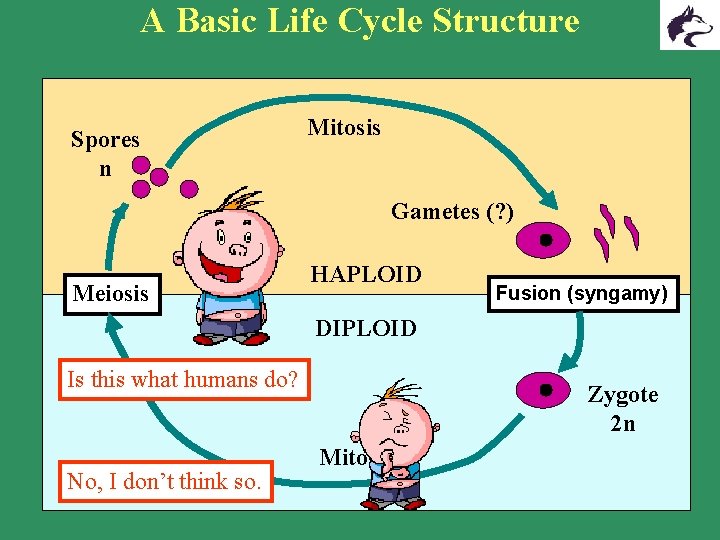 A Basic Life Cycle Structure Spores n Mitosis Gametes (? ) Meiosis HAPLOID Fusion