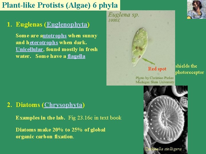 Plant-like Protists (Algae) 6 phyla 1. Euglenas (Euglenophyta) Some are autotrophs when sunny and