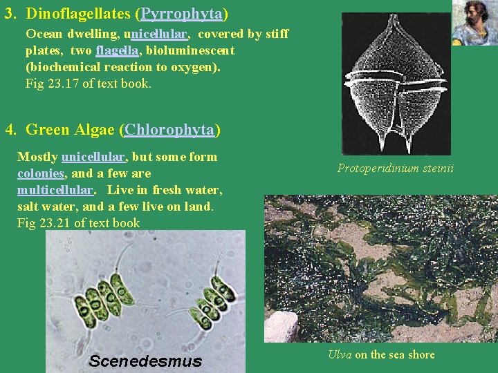 3. Dinoflagellates (Pyrrophyta) Ocean dwelling, unicellular, covered by stiff plates, two flagella, bioluminescent (biochemical