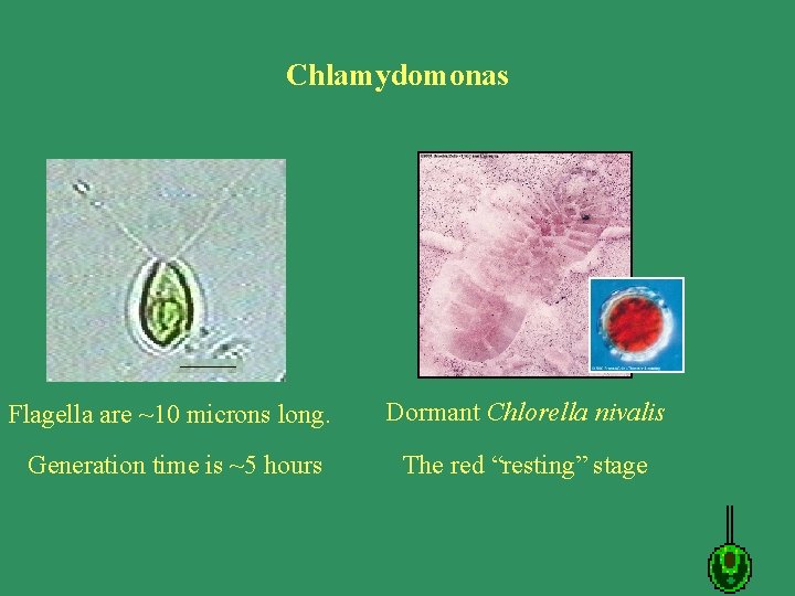 Chlamydomonas Flagella are ~10 microns long. Dormant Chlorella nivalis Generation time is ~5 hours