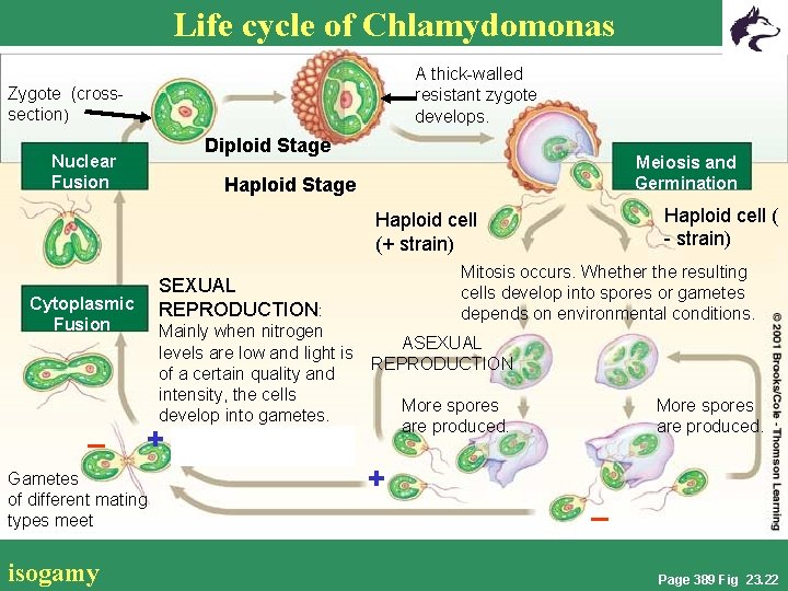 Life cycle of Chlamydomonas A thick-walled resistant zygote develops. Zygote (crosssection) Diploid Stage Nuclear