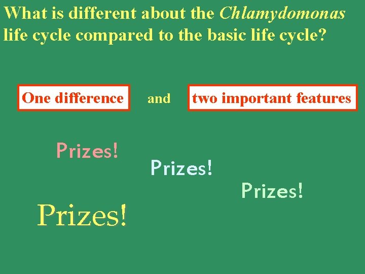 What is different about the Chlamydomonas life cycle compared to the basic life cycle?