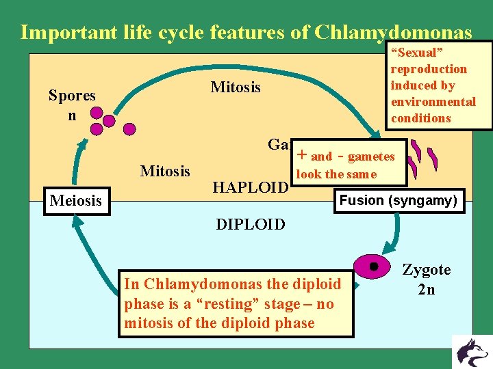 Important life cycle features of Chlamydomonas “Sexual” reproduction induced by environmental conditions Mitosis Spores