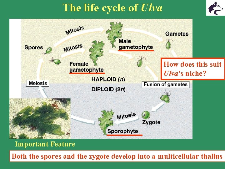 The life cycle of Ulva How does this suit Ulva’s niche? Important Feature Both