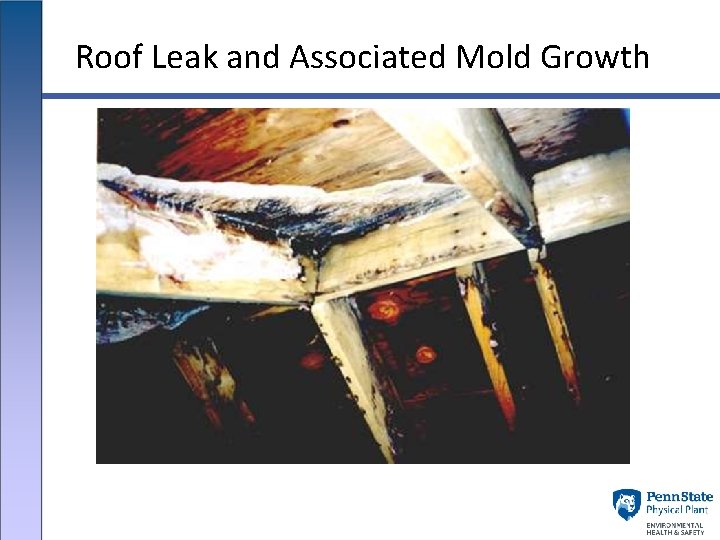 Roof Leak and Associated Mold Growth 