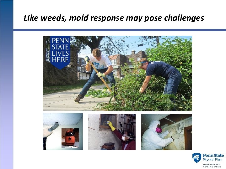 Like weeds, mold response may pose challenges 