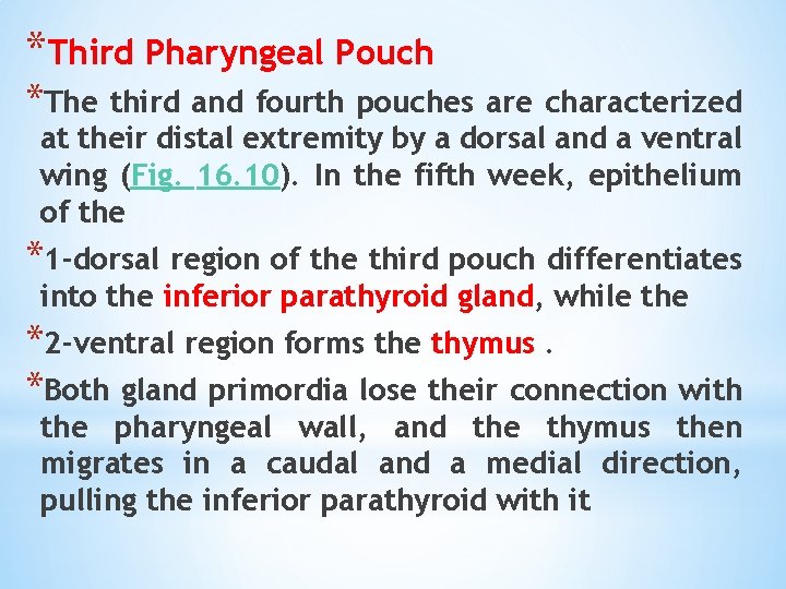 *Third Pharyngeal Pouch *The third and fourth pouches are characterized at their distal extremity