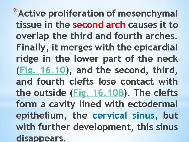 *Active proliferation of mesenchymal tissue in the second arch causes it to overlap the