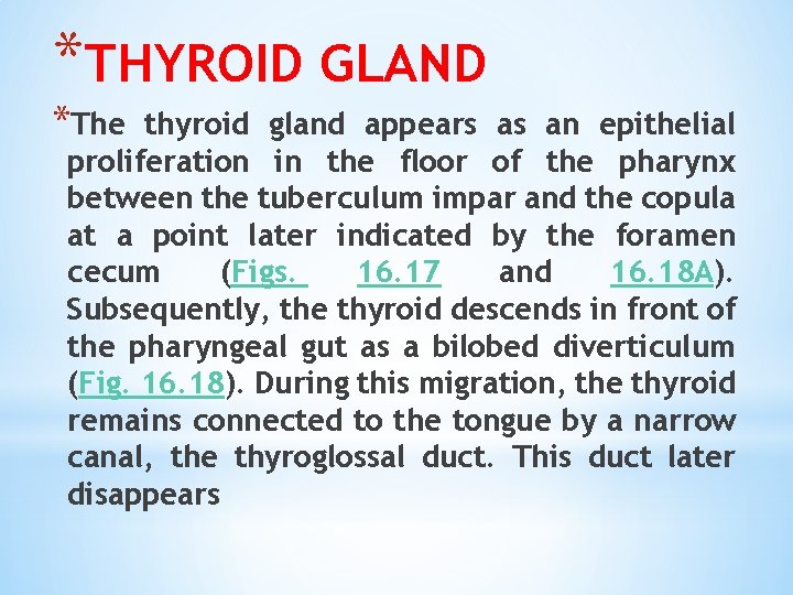 *THYROID GLAND *The thyroid gland appears as an epithelial proliferation in the floor of