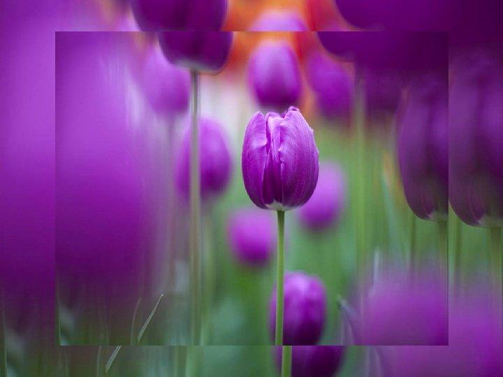 Ne pleure pas devant ma tombe 