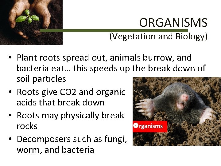 ORGANISMS (Vegetation and Biology) • Plant roots spread out, animals burrow, and bacteria eat…