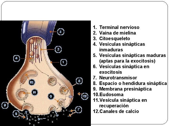 Organización del botón sináptico 1. 2. 3. 4. Terminal nervioso Vaina de mielina Citoesqueleto