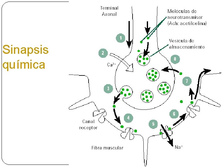 Sinapsis química 