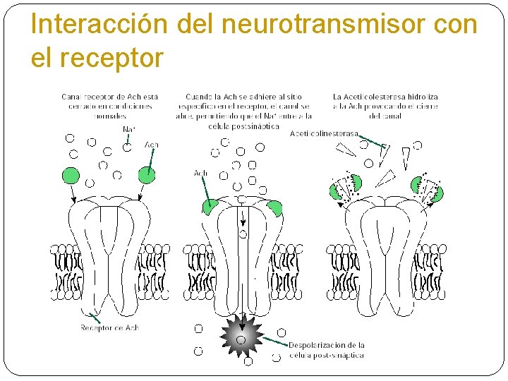 Interacción del neurotransmisor con el receptor 