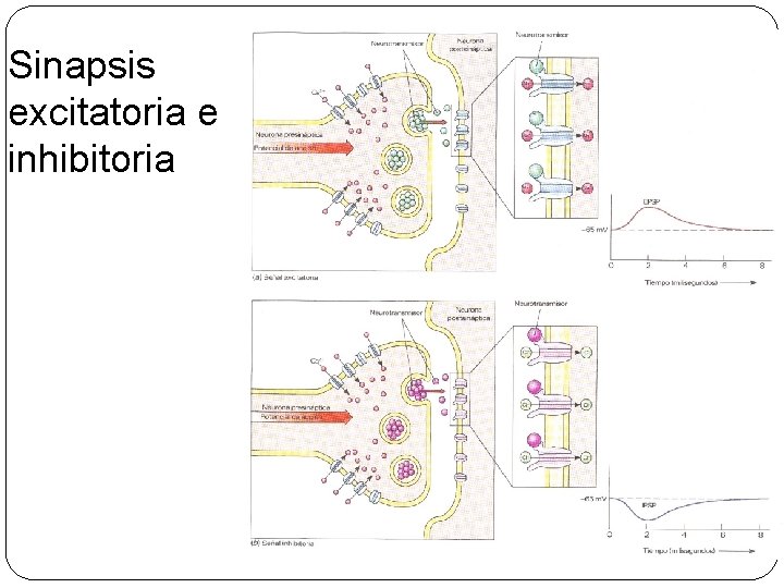 Sinapsis excitatoria e inhibitoria 