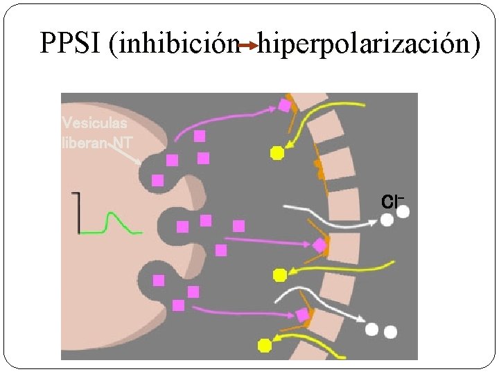 PPSI (inhibición hiperpolarización) Vesiculas liberan NT Cl- 