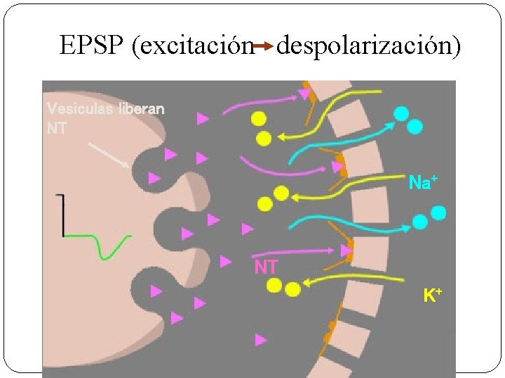 EPSP (excitación despolarización) Vesiculas liberan NT Na+ NT K+ 