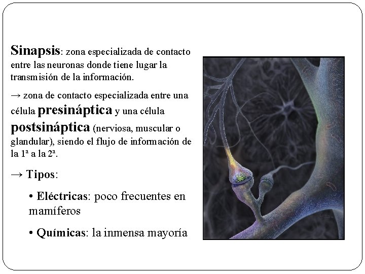 Sinapsis: zona especializada de contacto entre las neuronas donde tiene lugar la transmisión de