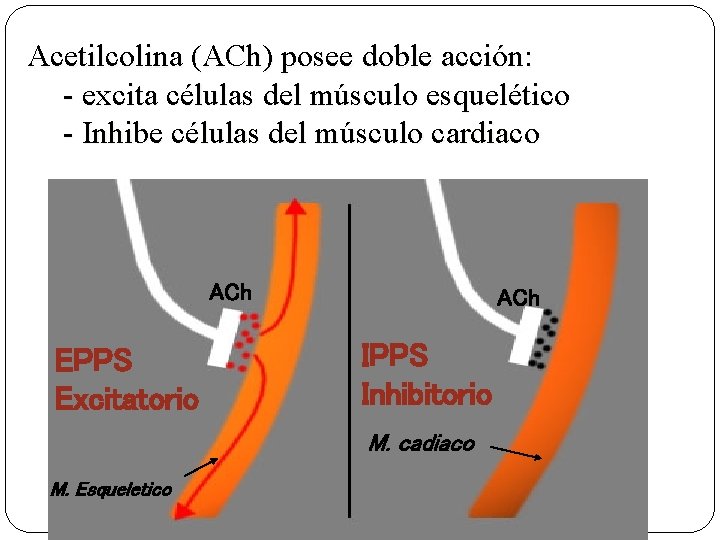 Acetilcolina (ACh) posee doble acción: - excita células del músculo esquelético - Inhibe células