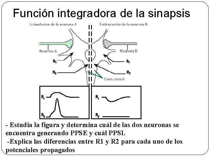 Función integradora de la sinapsis - Estudia la figura y determina cuál de las Función integradora de la sinapsis - Estudia la figura y determina cuál de las
