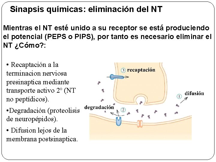 Sinapsis químicas: eliminación del NT Mientras el NT esté unido a su receptor se