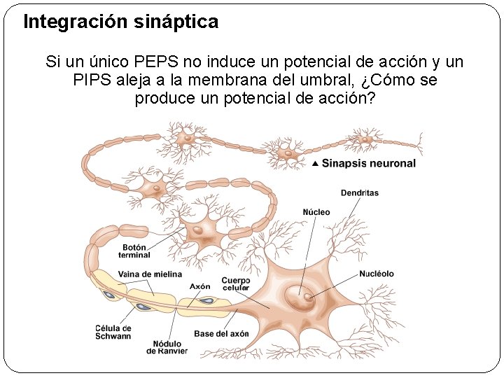 Integración sináptica Si un único PEPS no induce un potencial de acción y un