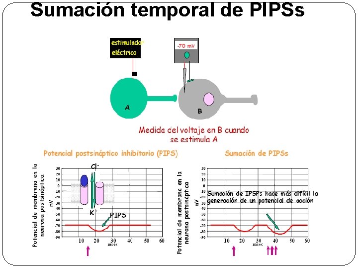 Sumación temporal de PIPSs 