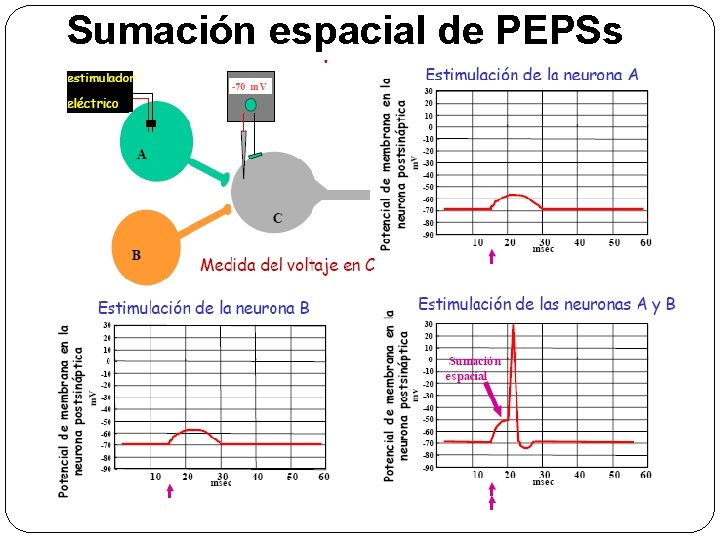 Sumación espacial de PEPSs 