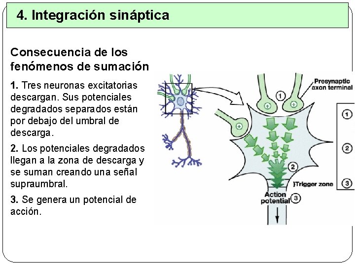 4. Integración sináptica Consecuencia de los fenómenos de sumación 1. Tres neuronas excitatorias descargan.