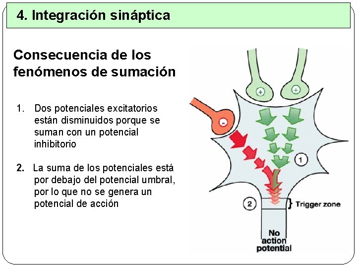 4. Integración sináptica Consecuencia de los fenómenos de sumación 1. Dos potenciales excitatorios están