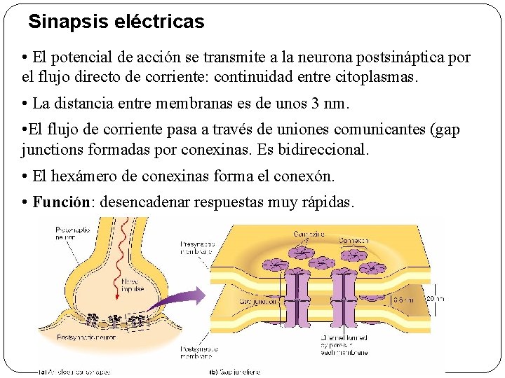 Sinapsis eléctricas • El potencial de acción se transmite a la neurona postsináptica por