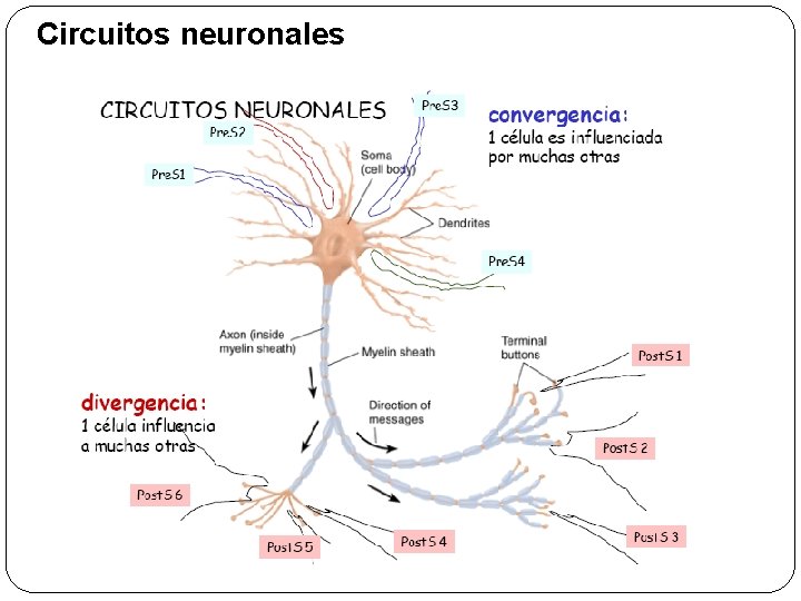 Circuitos neuronales 