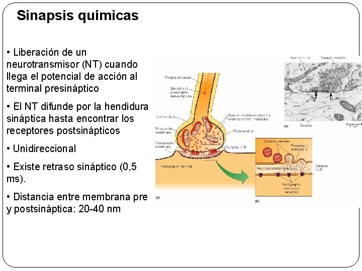 Sinapsis químicas • Liberación de un neurotransmisor (NT) cuando llega el potencial de acción