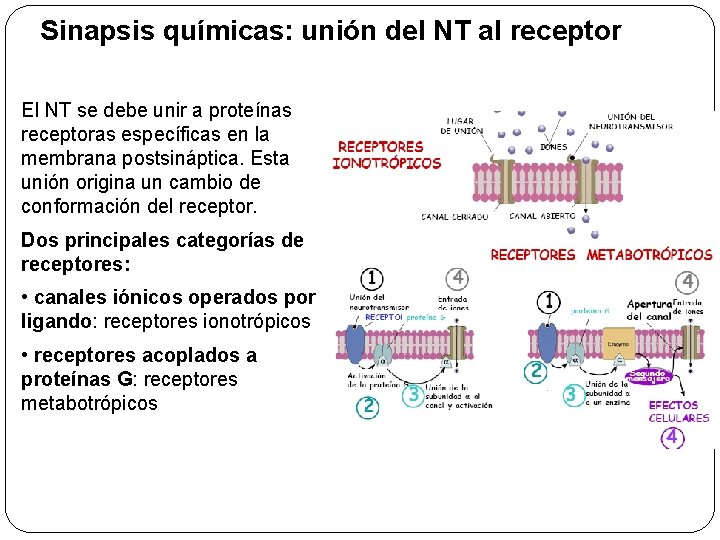 Sinapsis químicas: unión del NT al receptor El NT se debe unir a proteínas