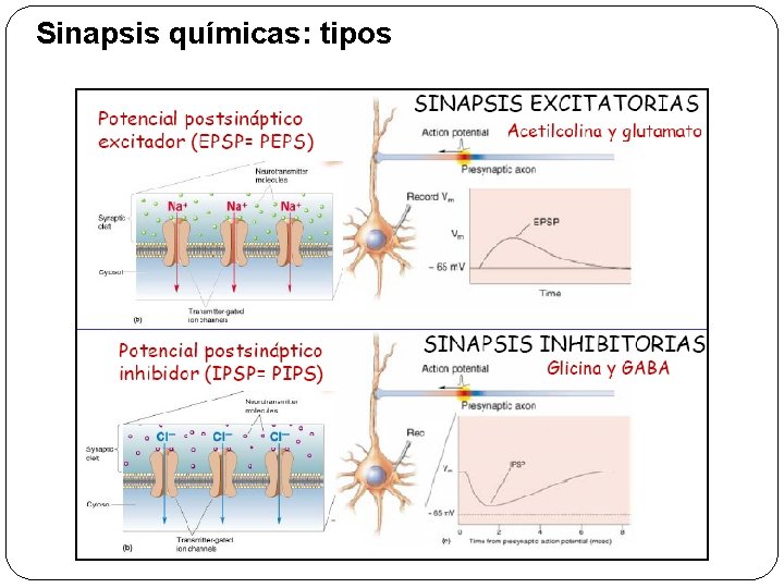 Sinapsis químicas: tipos 