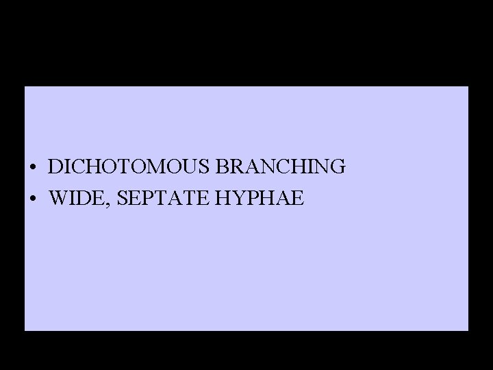  • DICHOTOMOUS BRANCHING • WIDE, SEPTATE HYPHAE 
